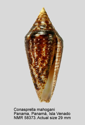 Conasprella mahogani (2).jpg - Conasprella mahogani(Reeve,1843)